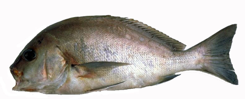 Plectorhinchus mediterraneus_06